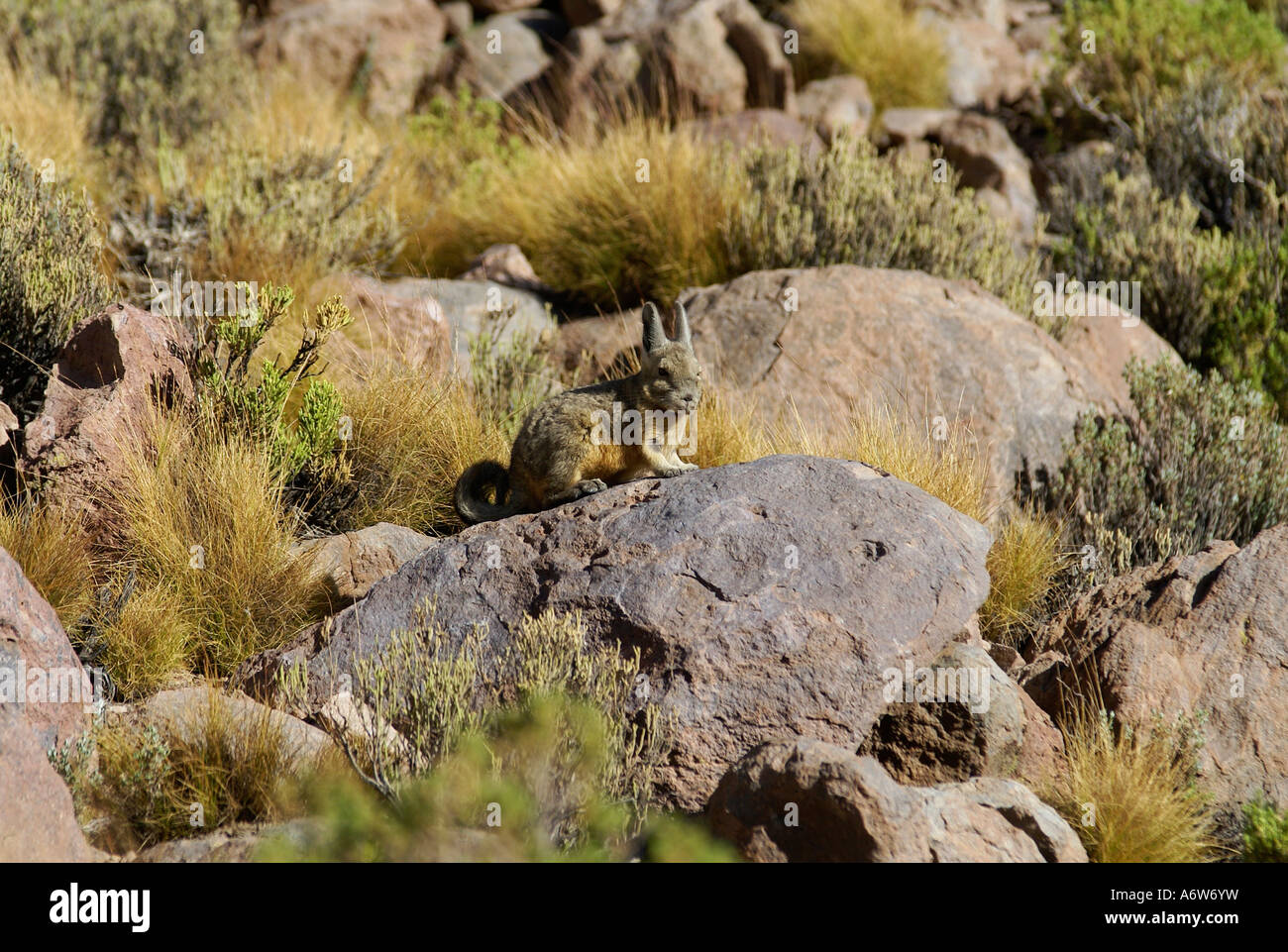 Viscacha (Lagostomus maximus), Uyuni Highlands, Bolivia Foto Stock