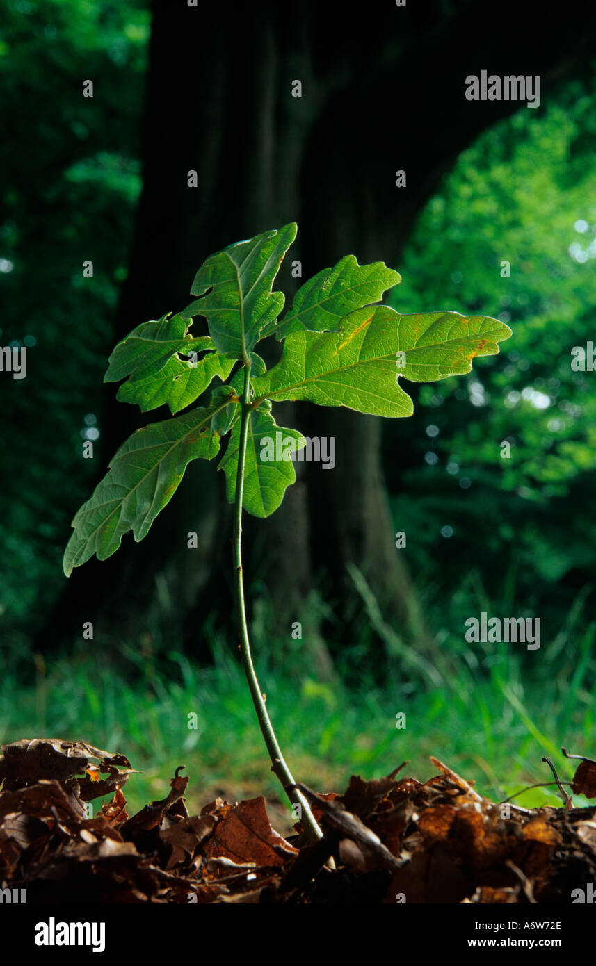 Oak Tree Seedling Ashridge Hertfordshire, Regno Unito Foto Stock