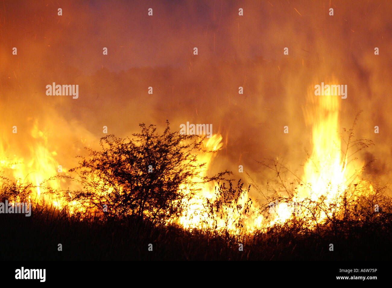 Bush il fuoco di notte, Gran Chaco, Paraguay Foto Stock