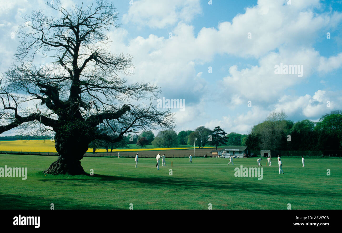 Rovere antico sul Cricket Ground Foto Stock