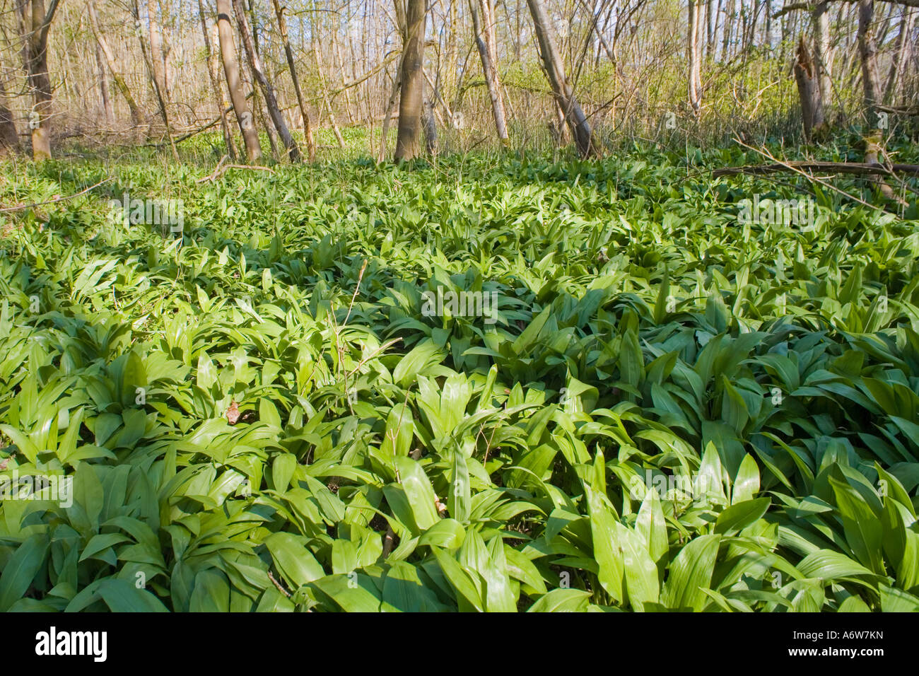 L'Aglio orsino (Allium ursinum) Foto Stock
