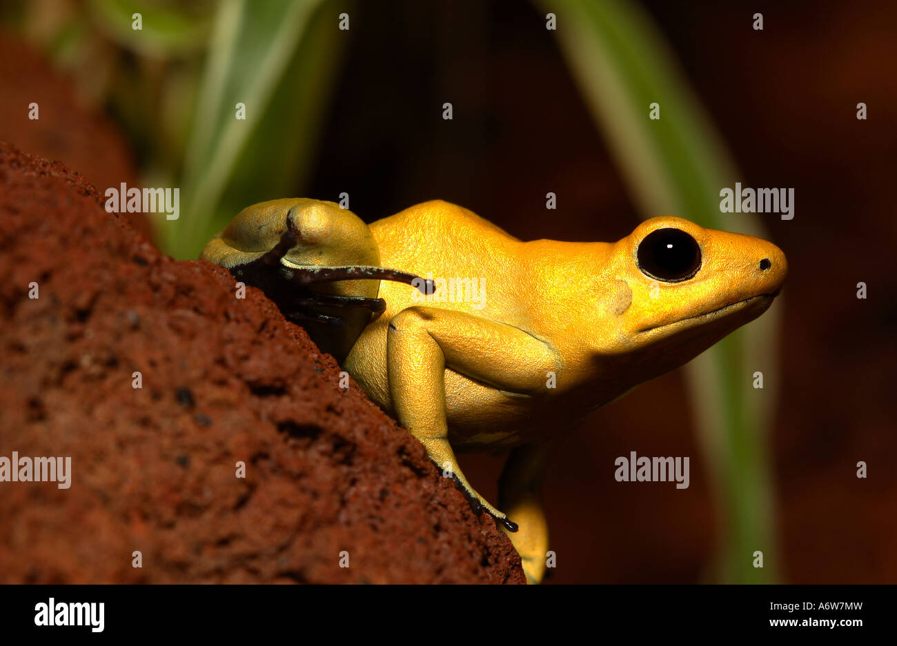 Golden poison dart frog Foto Stock