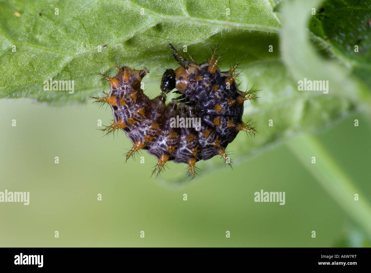 Argento-lavato Fritillary Argynnis paphia larva raggomitolati sotto la foglia di violetta Potton Bedfordshire Foto Stock