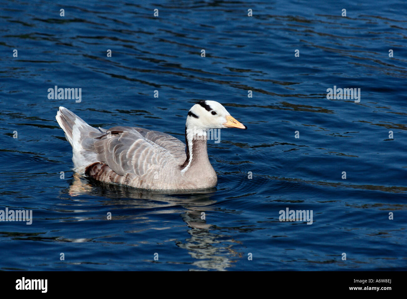 Bar-headed goose (Anser indicus) Foto Stock