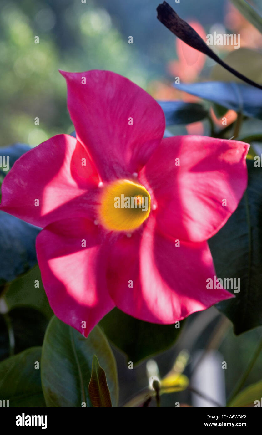 MANDEVILLA SPLANDENS (SHINING MANDEVILLA) Foto Stock