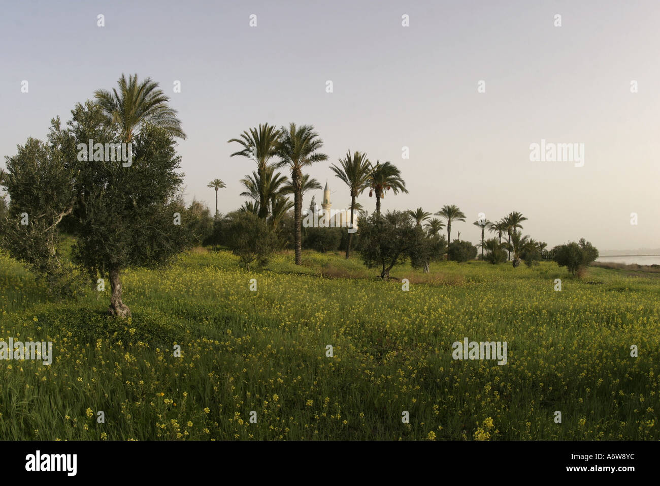 Palme vicino a Larnaca a Cipro Foto Stock