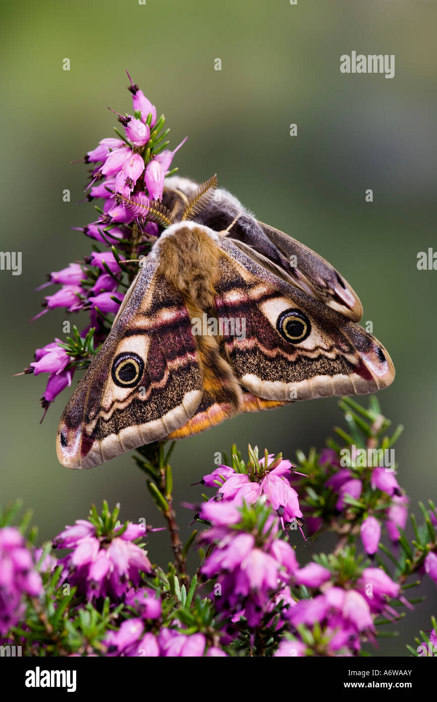 L'imperatore Moth Pavonia pavonia maschio e femmina accoppiati su heather con bello sfondo sfocato Potton Bedfordshire Foto Stock