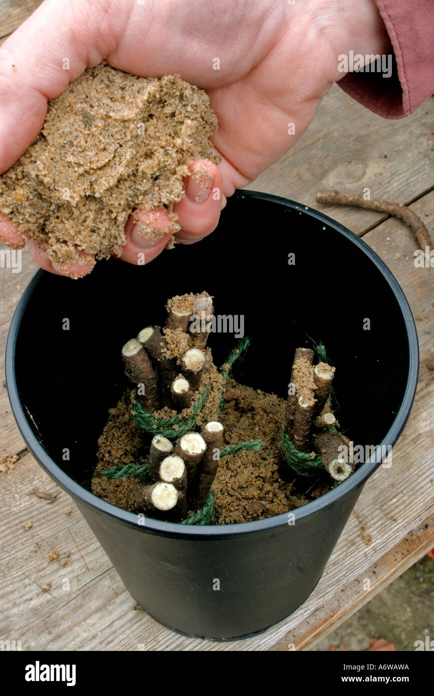 Incapsulazione talee di radice di SEAKALE in orticoltura sabbia acuta Foto Stock