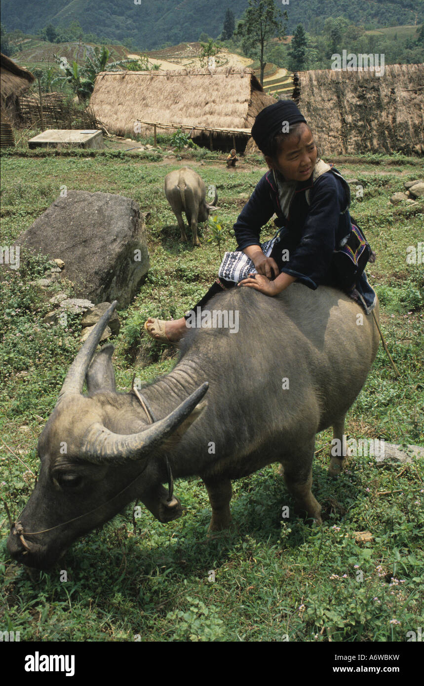 Nero Ragazza Hmong su un bufalo d'acqua, SAPA, Vietnam Foto Stock