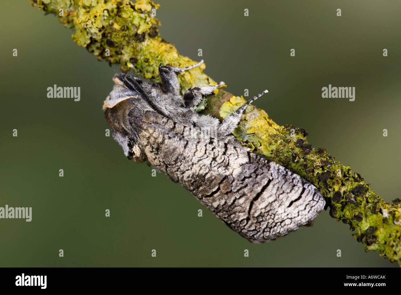 Capra Moth Cossus cossus a riposo sul lichen coperto ramoscello Potton Bedfordshire Foto Stock