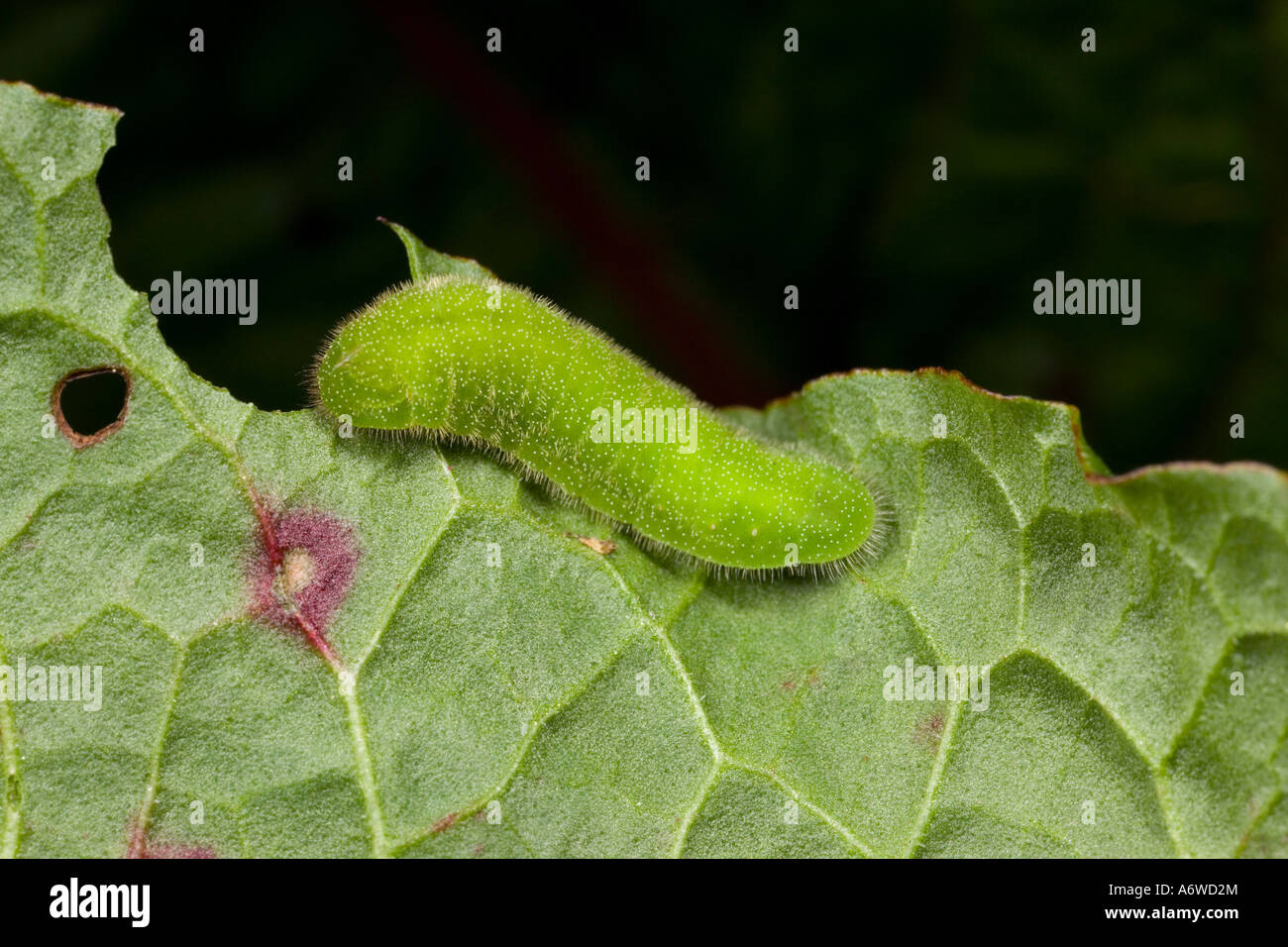 Rame di grandi dimensioni (Lycaena dispar) larva sul grande bacino (Rumex hydrolapathum) con un bel buio fuori fuoco sfondo Foto Stock