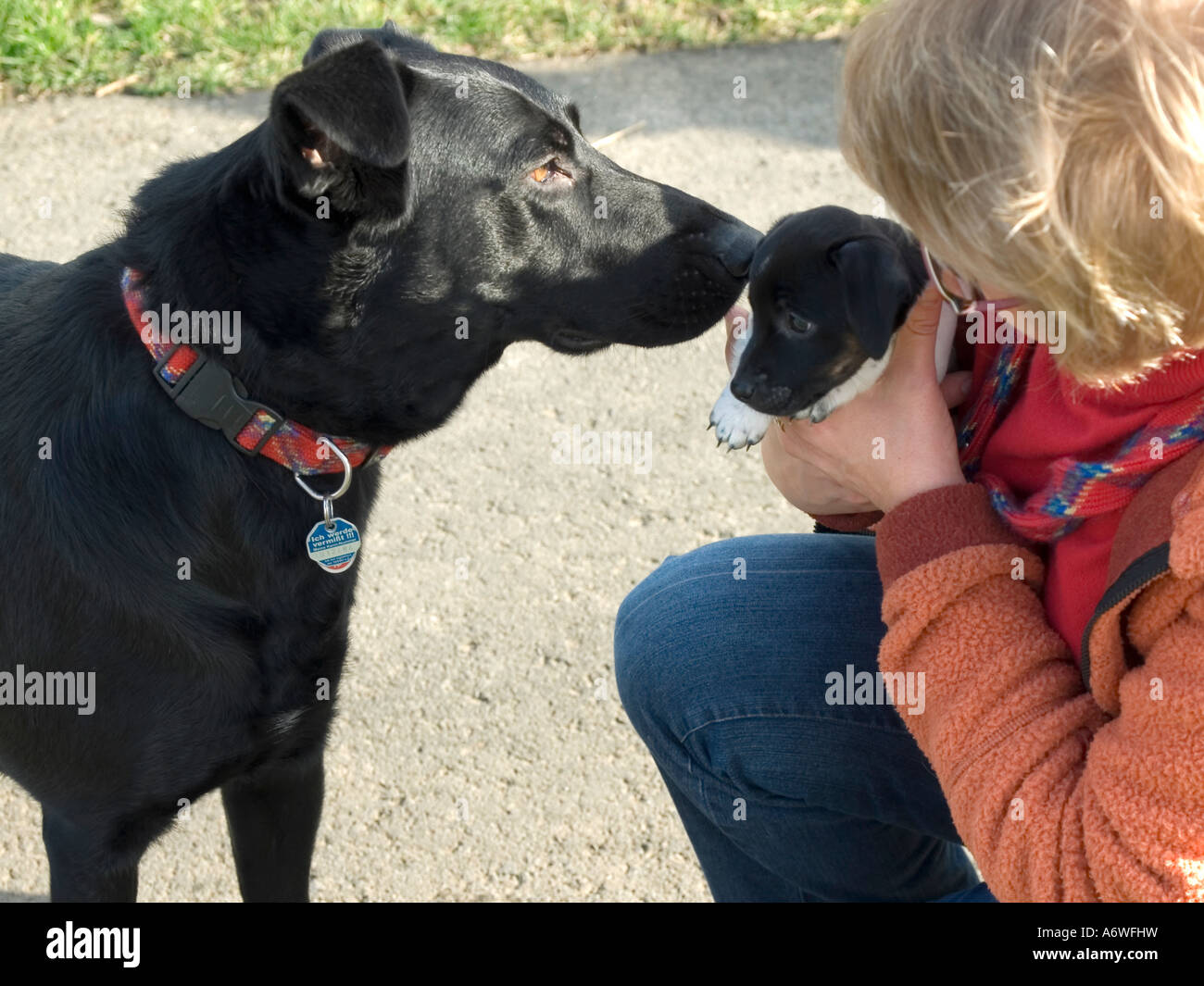 Signor donna tenendo un Jack Russel cucciolo nelle sue braccia grande cane nero snuffling curiosamente su il cucciolo Foto Stock