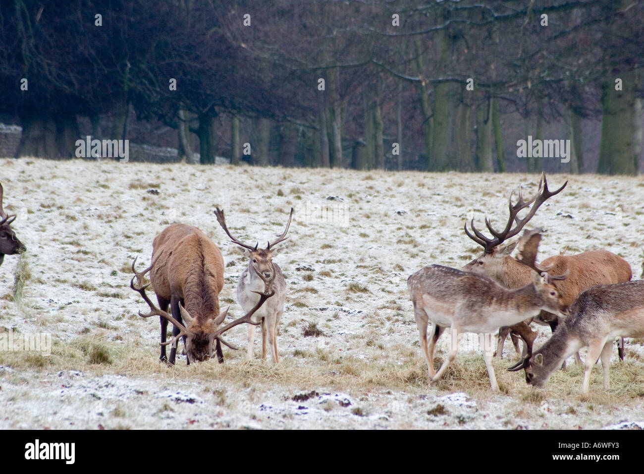 Cervi nella neve a RUDDING PARK, Fountains Abbey, Dec 2006 Foto Stock