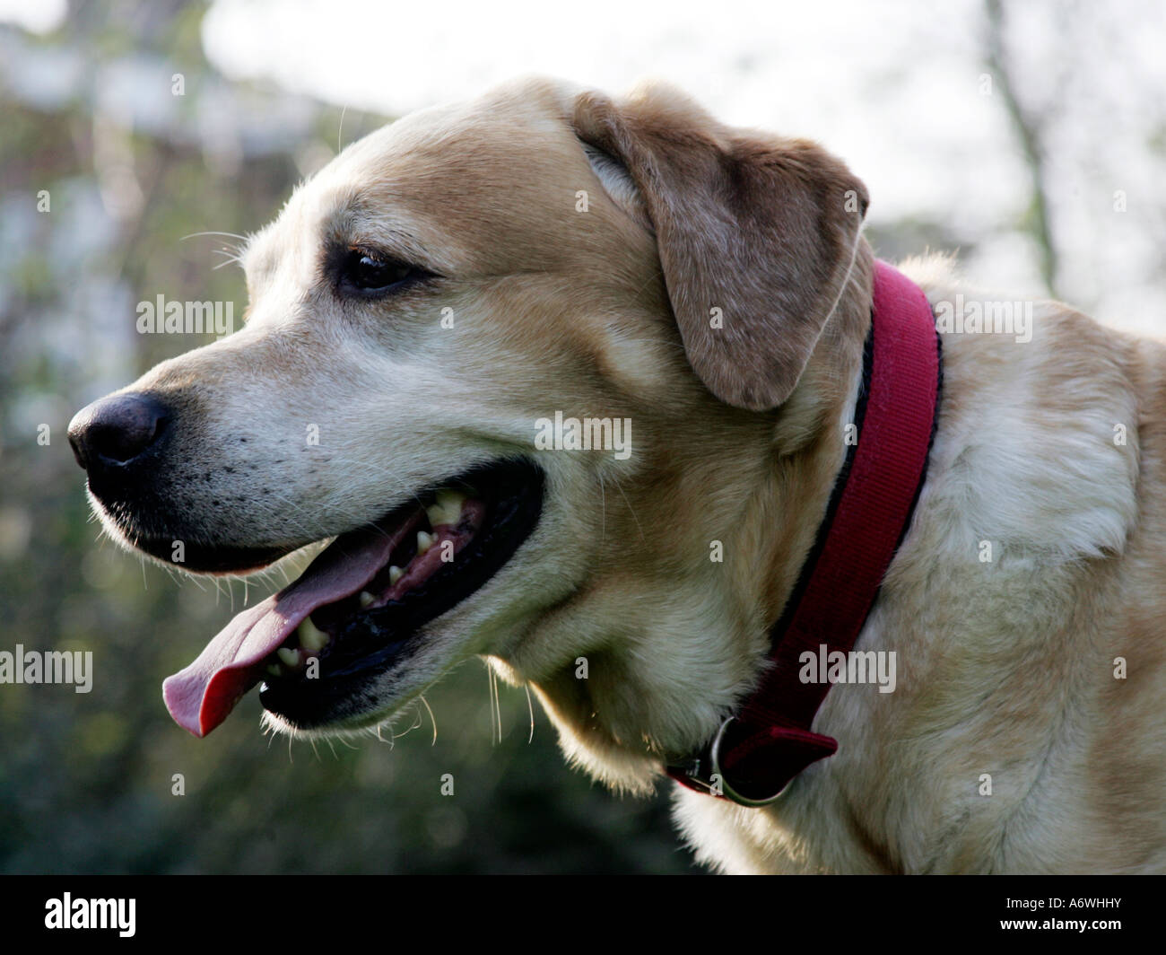 Il profilo di una Golden Labrador. Foto Stock