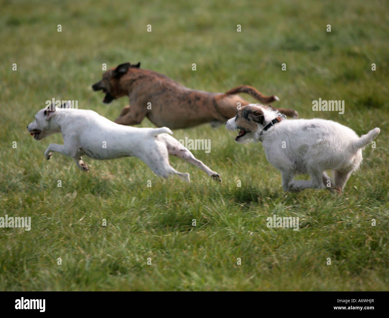 Tre terrier di corsa attraverso un campo. Foto Stock