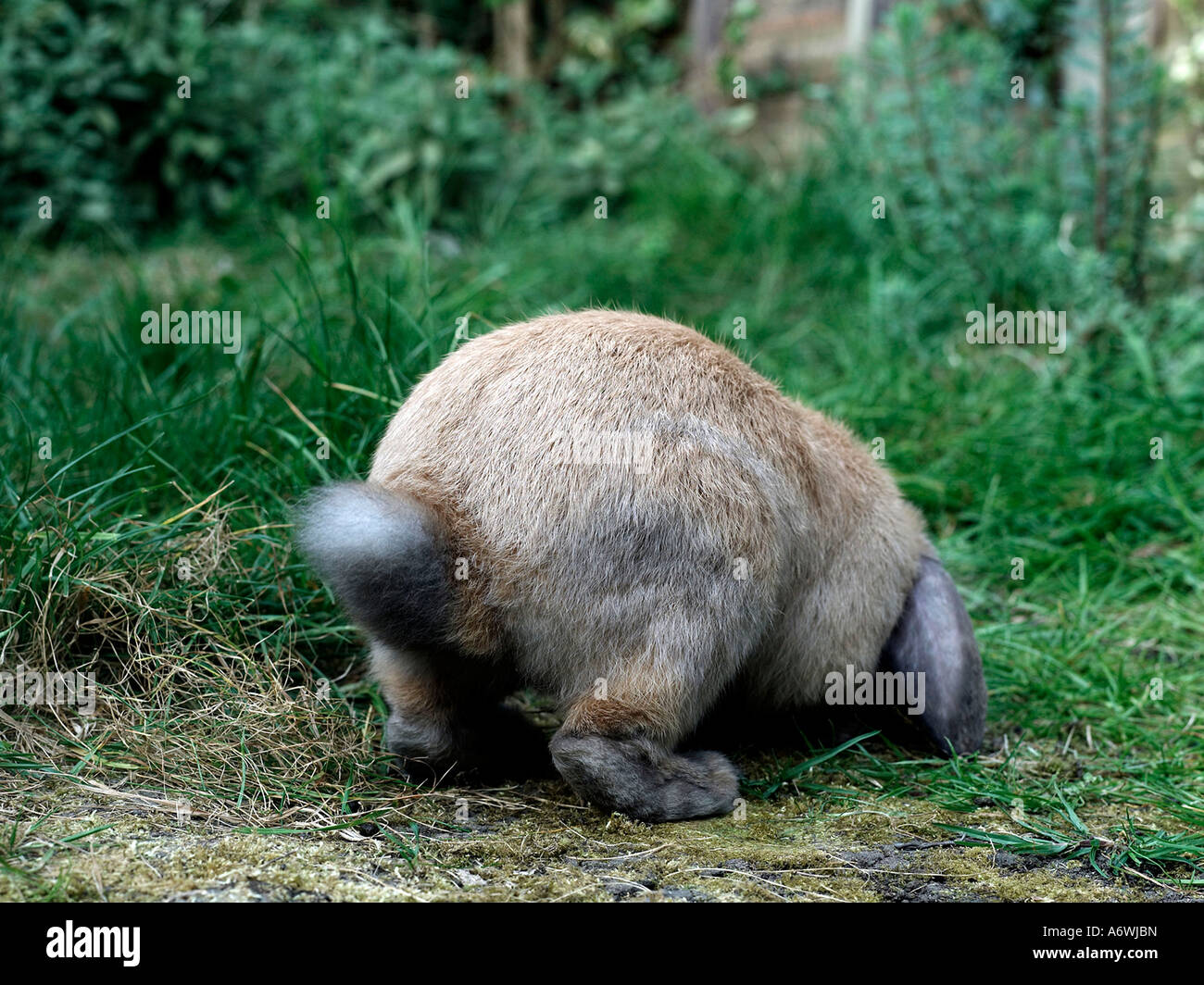 Un animale da compagnia coniglio avente uno scavo al di fuori nell'erba. Foto Stock