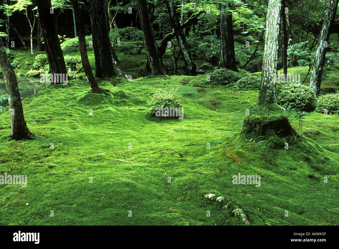Tempio di Moss (Kokedera, Saihoji), Kyoto, Giappone Foto Stock