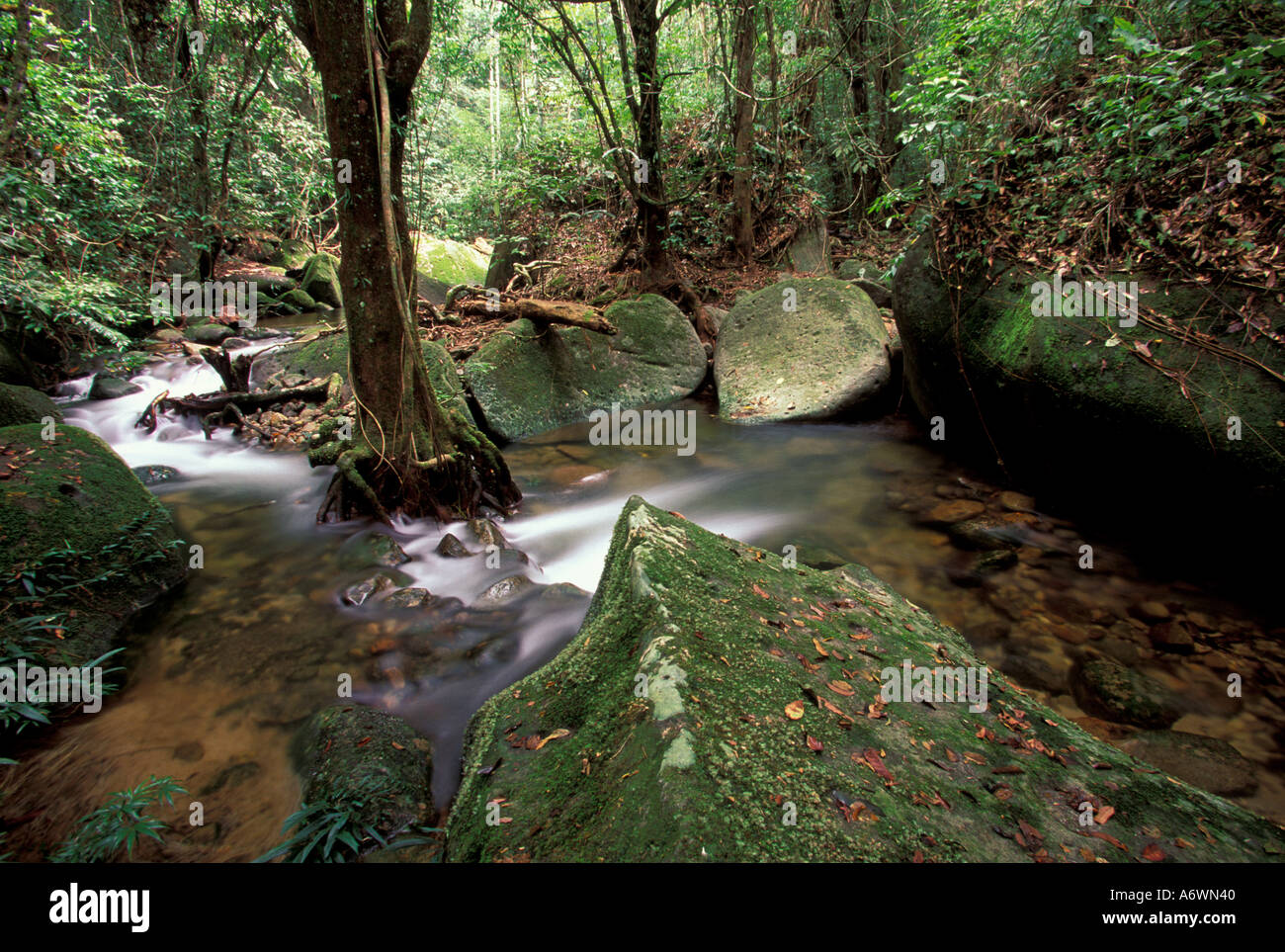 Asia, Malesia, Borneo Bako NP, flusso di foresta pluviale Foto Stock