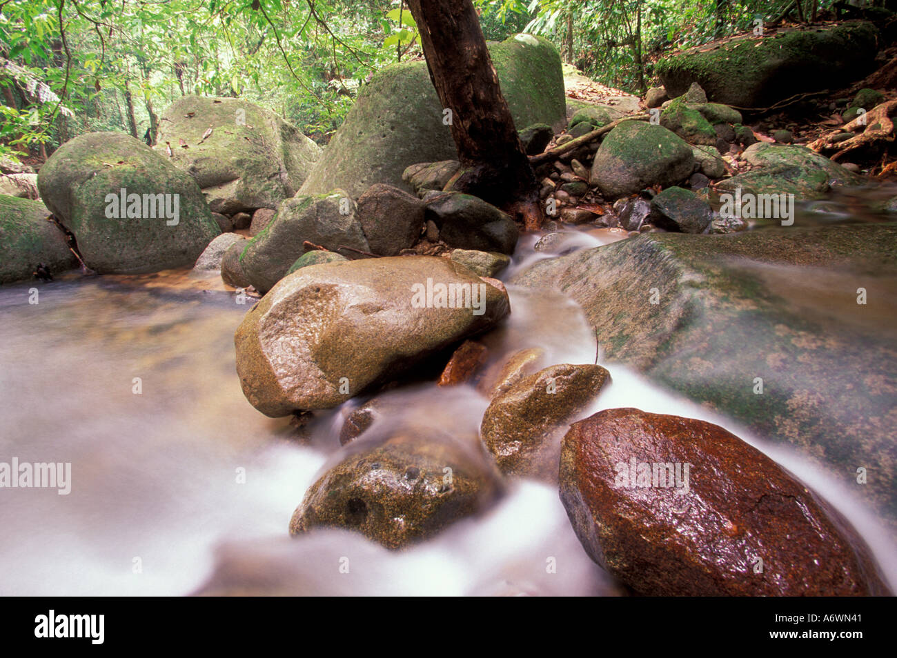 Asia, Malesia, Borneo Bako NP, flusso di foresta pluviale Foto Stock