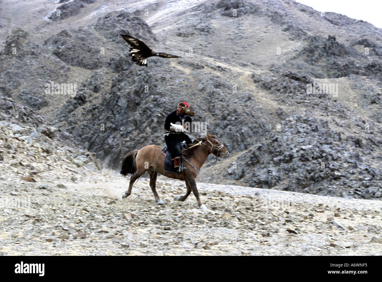 Asia, Mongolia, Golden Eagle Festival. Takhuu con eagle attorno alla terra sul suo braccio Foto Stock