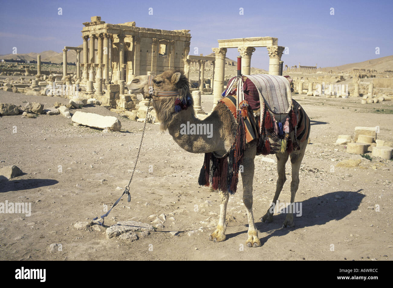 Medio Oriente, Siria, Palmyra. Tempio di Baal Shamin (fondo) e cammello. Foto Stock