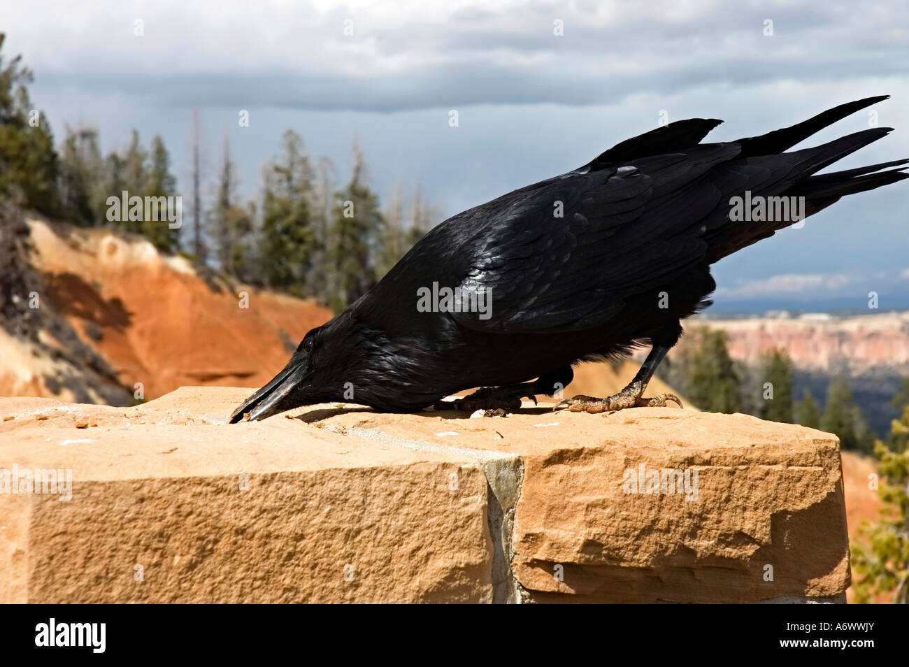 Grande raven d'America Foto Stock