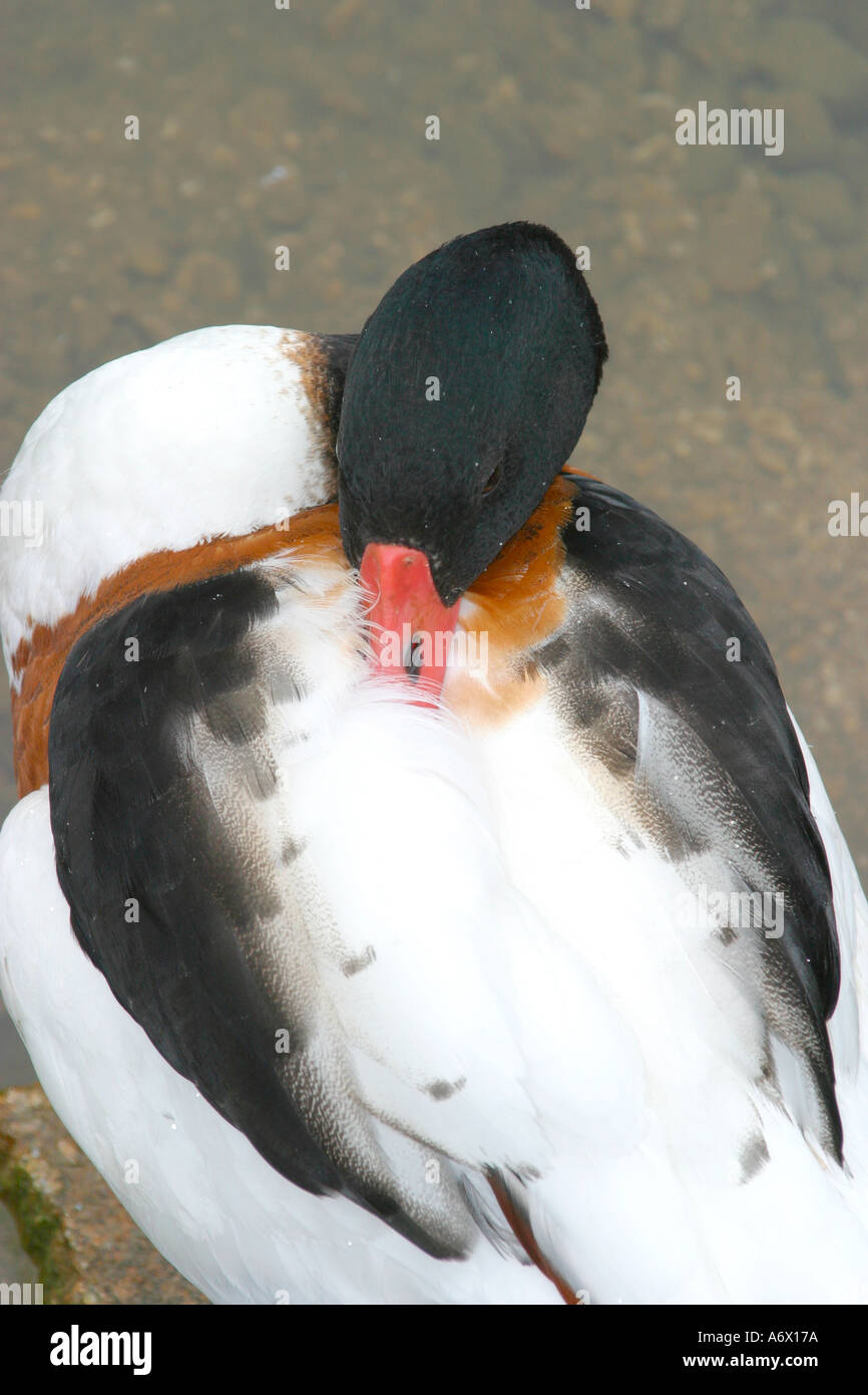 Duck dormire con la testa sul retro Foto Stock