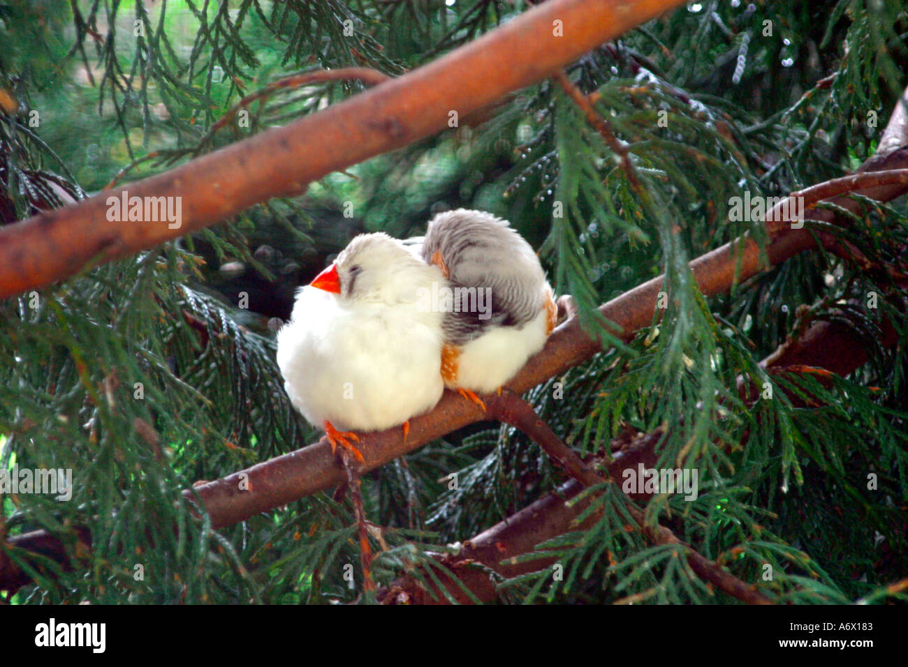 Due fringuelli accoccolato contro ogni altro nella struttura ad albero Foto Stock