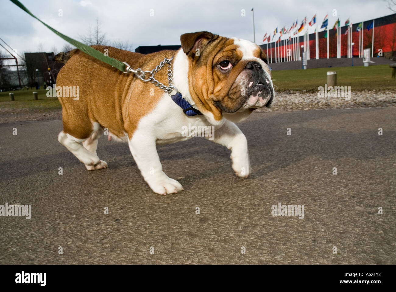 Un Bulldog a piedi Foto Stock
