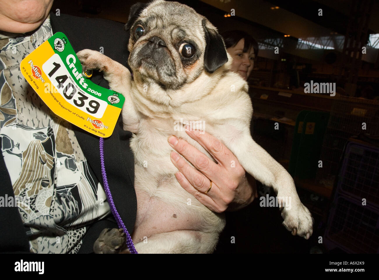Un Pug essendo portati da un anello di concorrenza al Crufts dog show Foto Stock