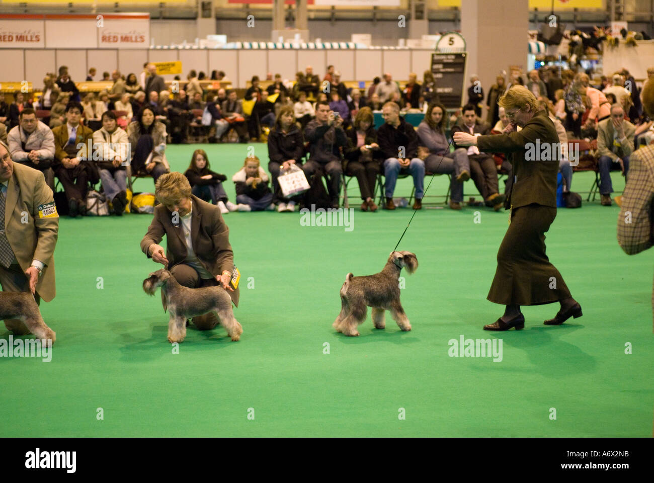 A giudicare della miniatura Schnauzer cane di razza al Crufts Foto Stock