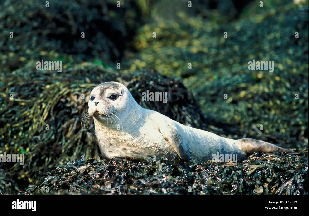British Scozia dunvegan isola di Skye guarnizione comune pup Foto Stock