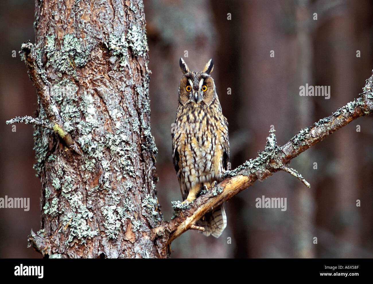 British Scozia highlands long eared owl Foto Stock