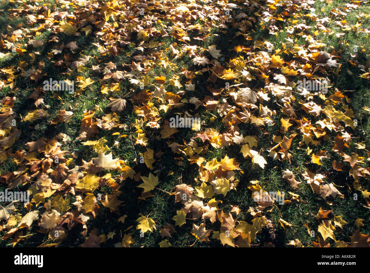 Foglie di acero in autunno Foto Stock