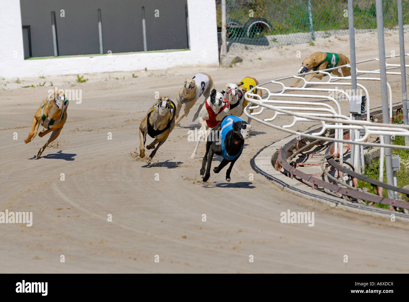 Cane Greyhound Racing a Sarasota Florida FL Kennel Club Foto Stock