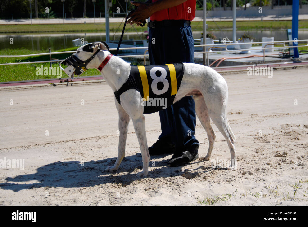 Cane Greyhound Racing a Sarasota Florida FL Kennel Club Foto Stock
