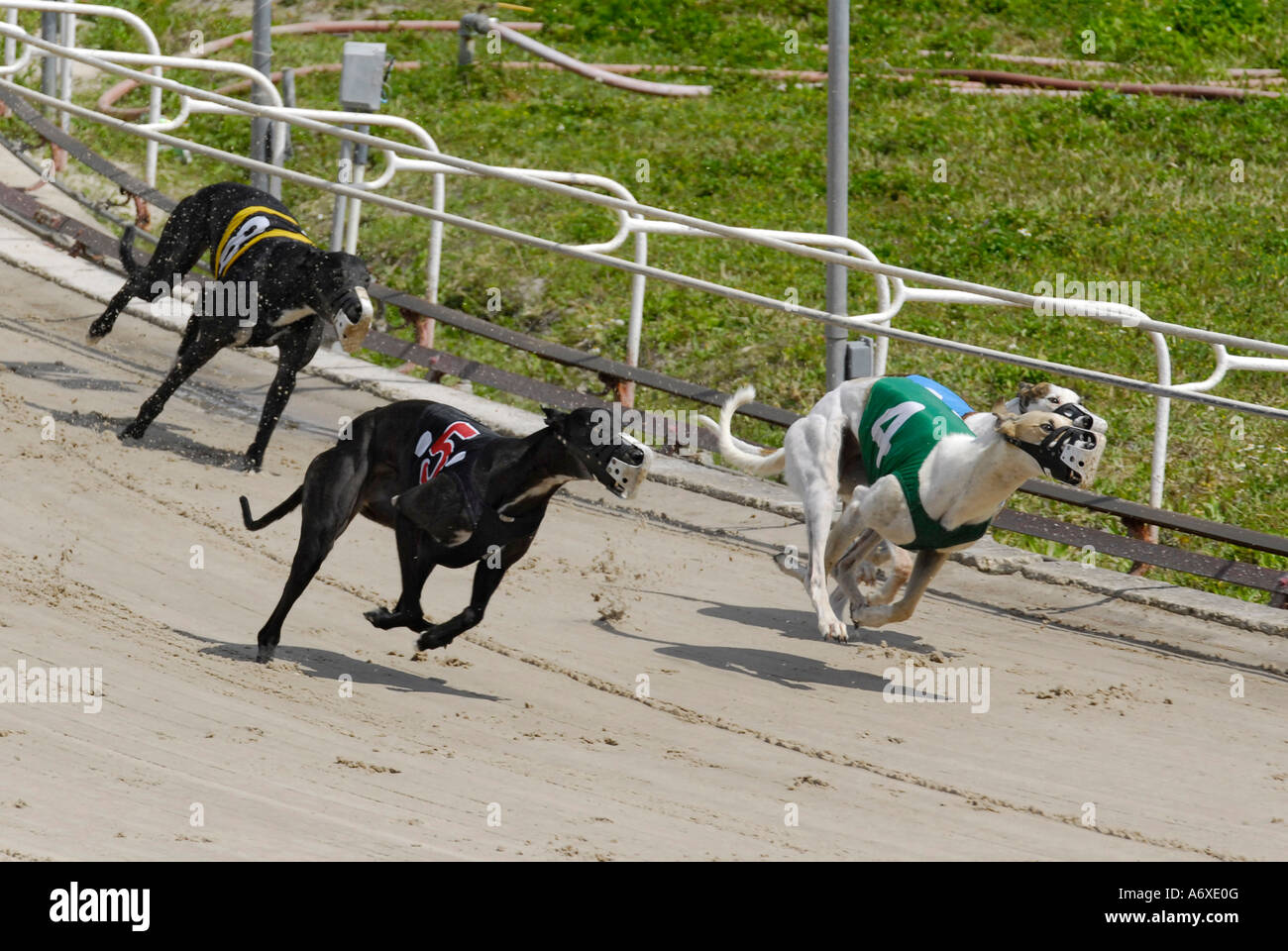 Cane Greyhound Racing a Sarasota Kennel Club dog via in Sarasota Florida FL FLA Foto Stock