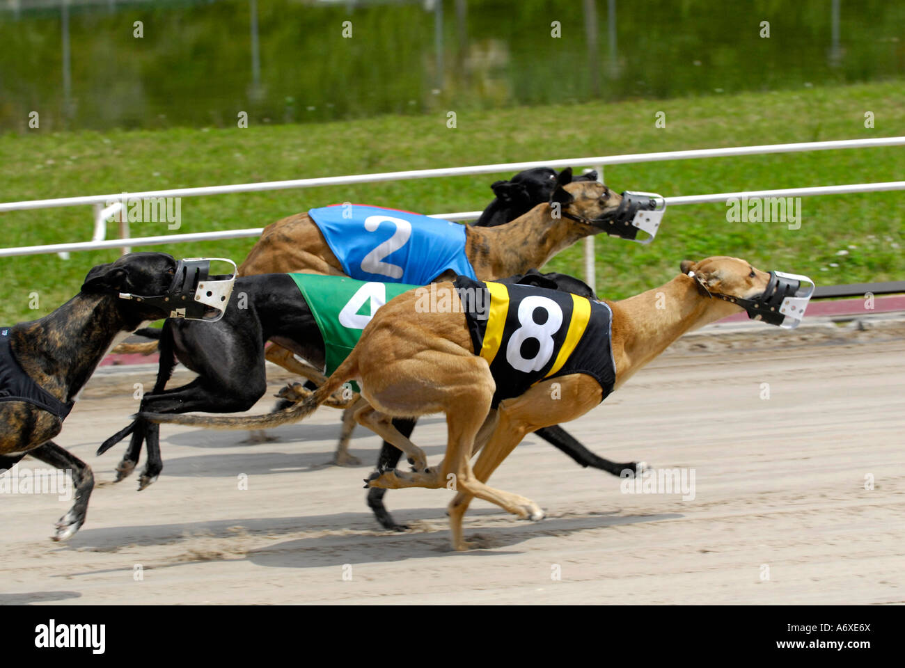 Cane Greyhound Racing a Sarasota Kennel Club dog via in Sarasota Florida FL FLA Foto Stock