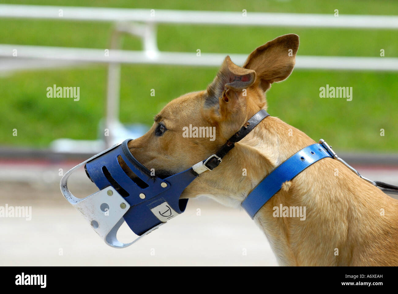 Sfilando e mostra gli animali presso il cane Greyhound Racing a Sarasota Kennel Club dog via in Sarasota Florida FL FLA Foto Stock