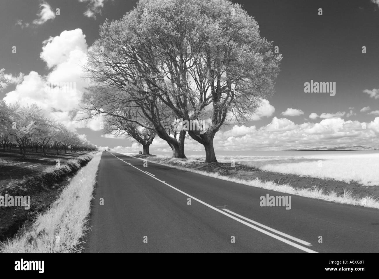 Foto ad infrarossi di una strada di campagna Foto Stock