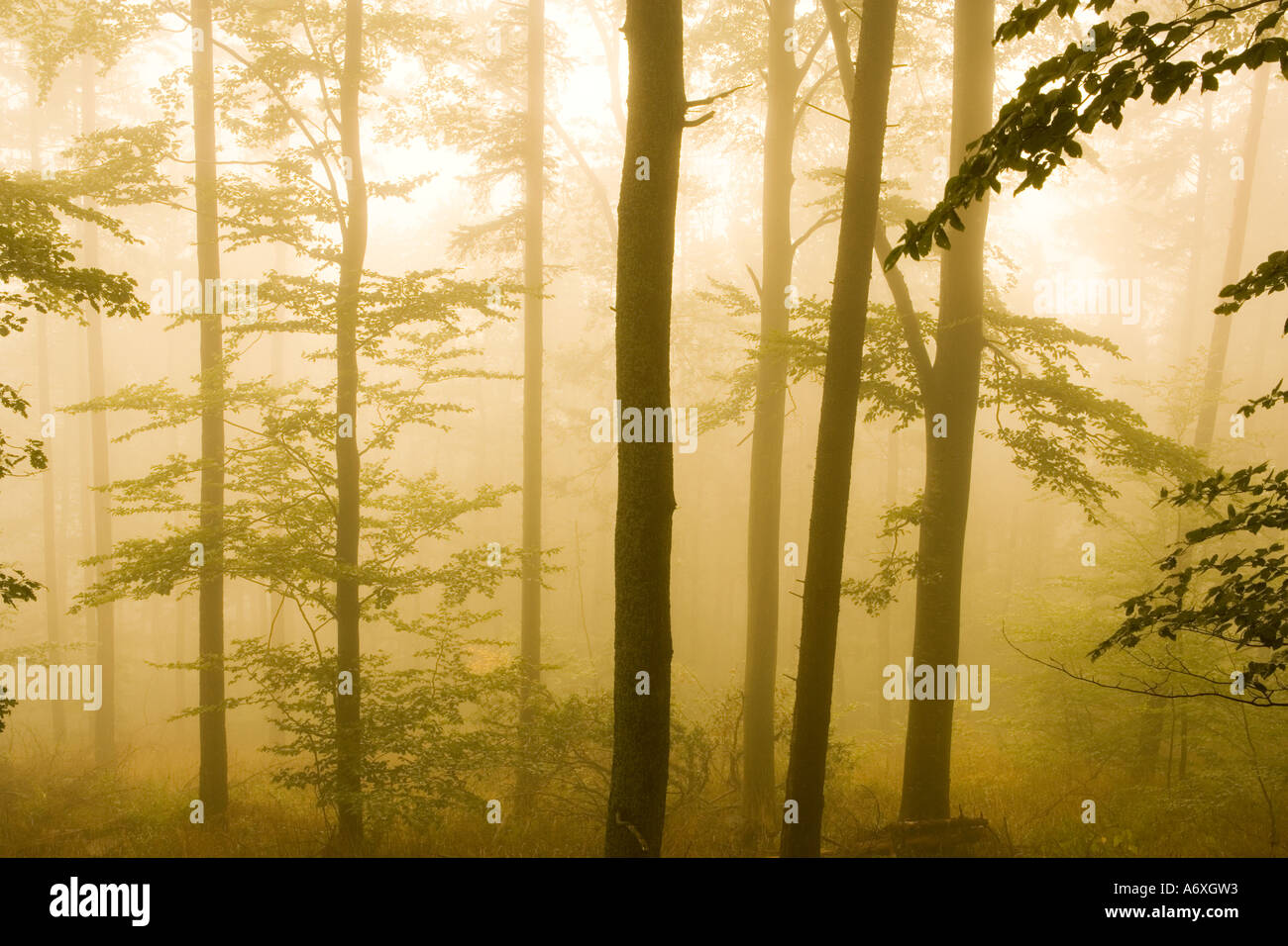 Regno Unito Hampshire nuova foresta di pini nella nebbia Foto Stock