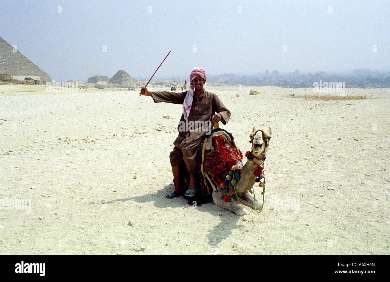 Egiziano arabo uomo seduto sul cammello stecco di presa vicino a piramidi a Giza necropoli che si affaccia al Cairo in Egitto Foto Stock