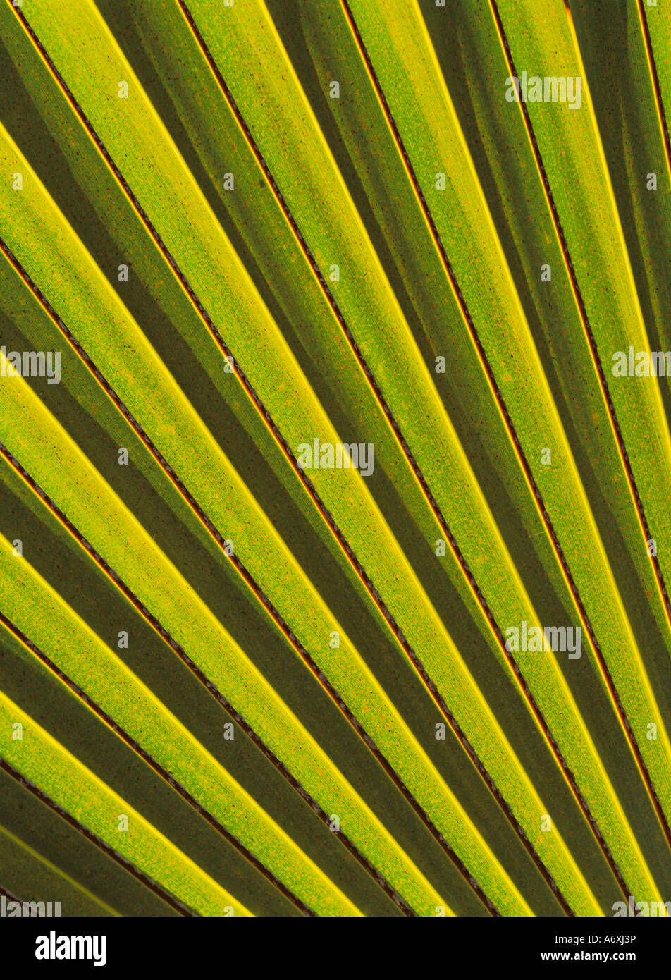Retro illuminato di foglie di palma sull isola di Nevis nei Caraibi Foto Stock