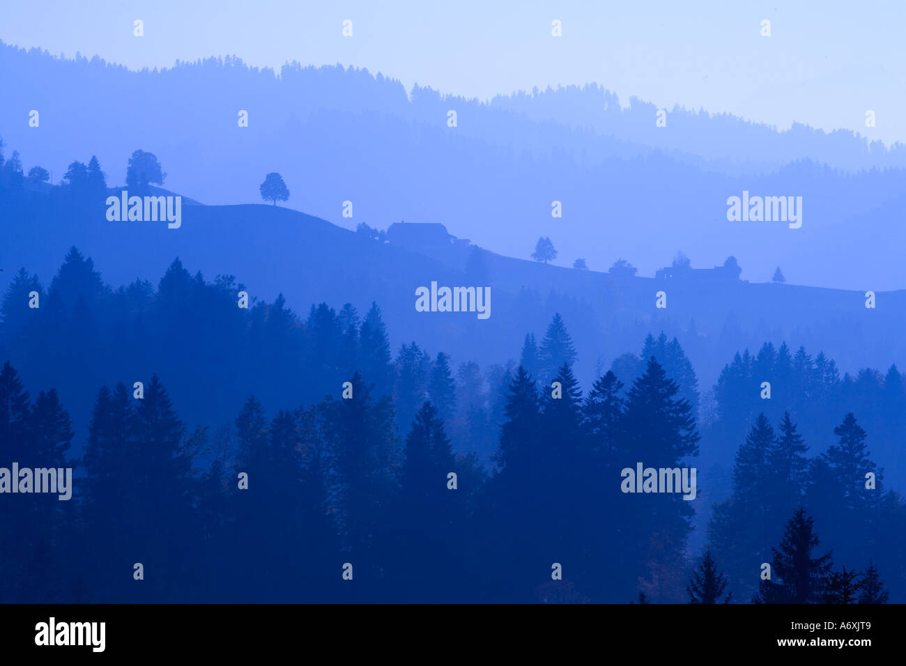 Berner Oberland Lone Tree sulla collina vista sulla pineta Foto Stock