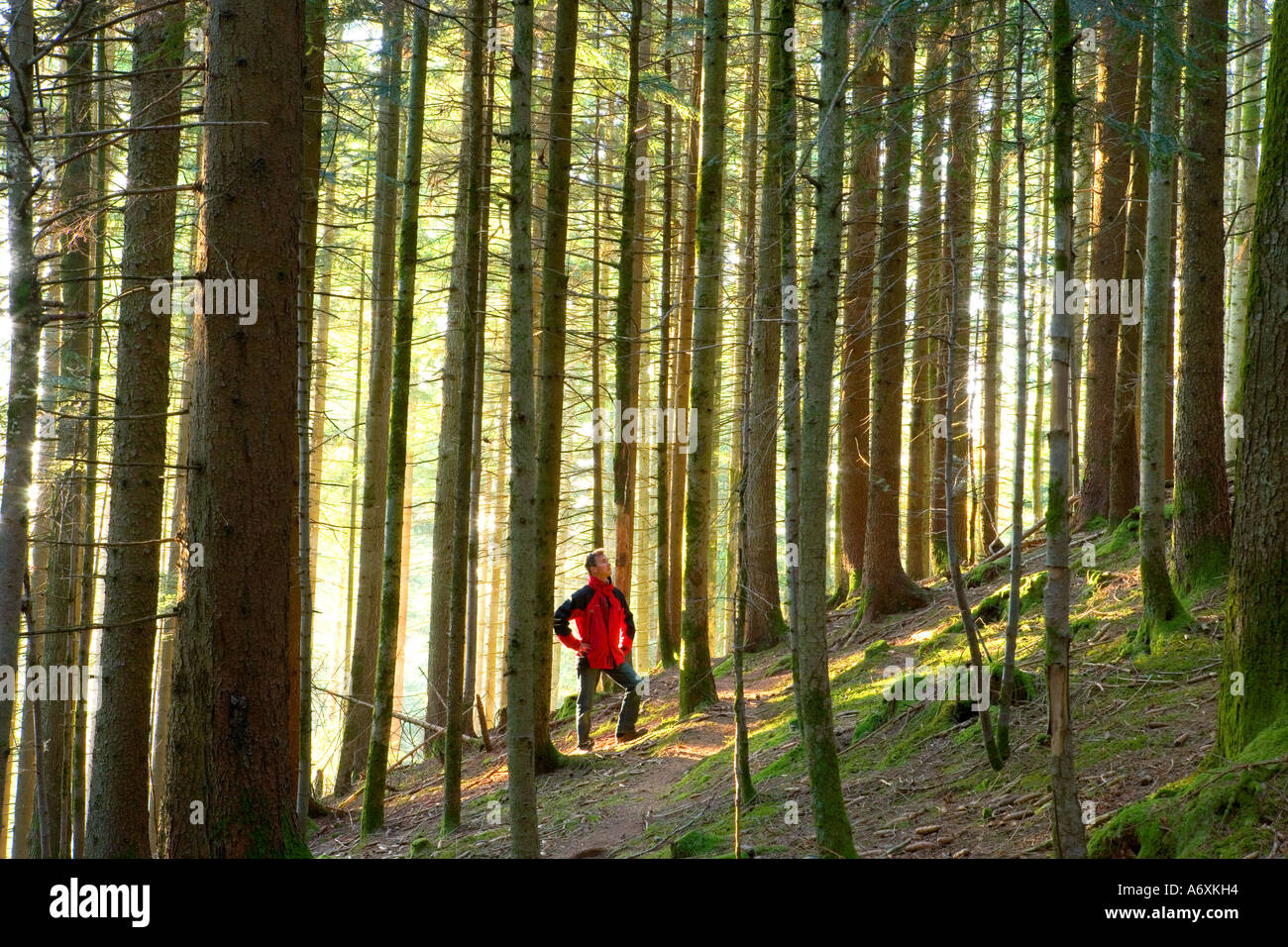 La Svizzera Berner Oberland escursionista nella foresta di pini Foto Stock