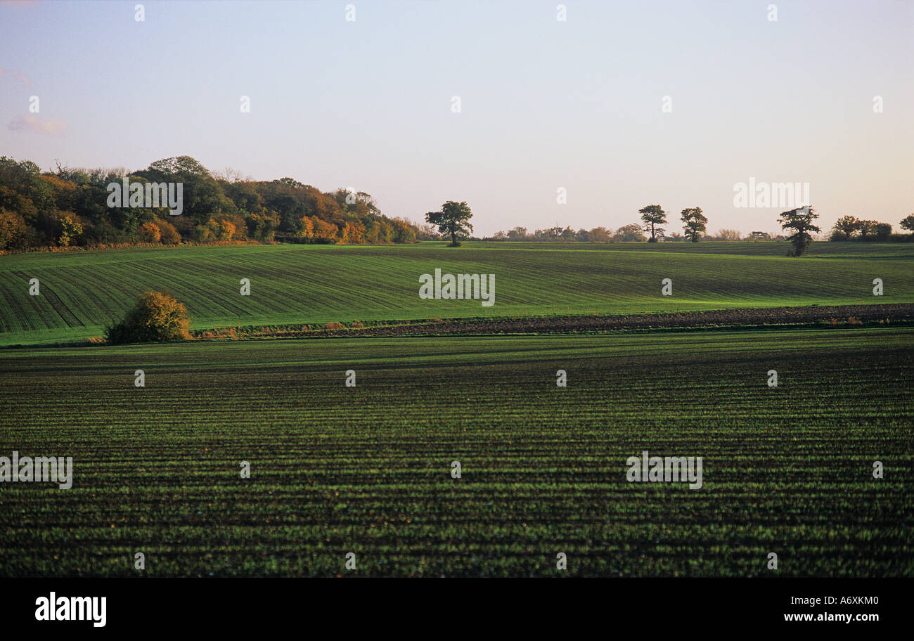 Prima la crescita di colture invernali produrre un filo di verde sui campi di rotolamento del Hertfordshire a nord di Ware Foto Stock