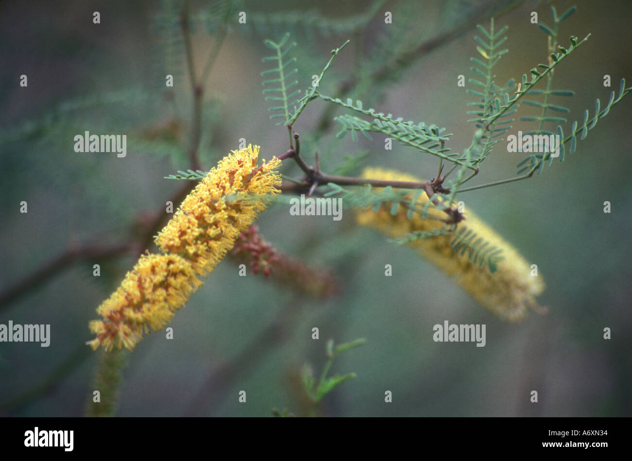 Prosopis chilensis fiori da western Argentina Foto Stock