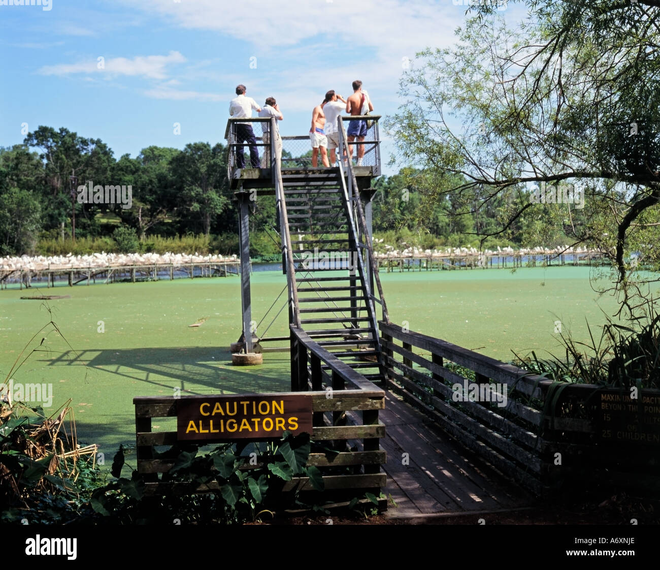 Attenzione Alligatori segno, turisti dal punto di vista che domina Bird City, Jungle Gardens, Avery Island, McIlhenny Company of Tabasco Sauce, Louisiana Foto Stock