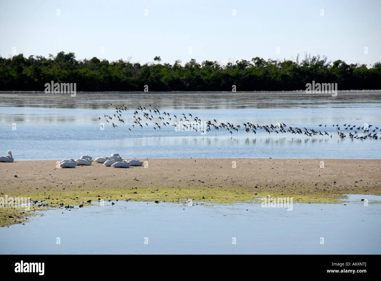 Southwest Florida FL Ft Meyers Fort Myers J N Ding Darling National Wildlife Refuge Sanibel Island Foto Stock