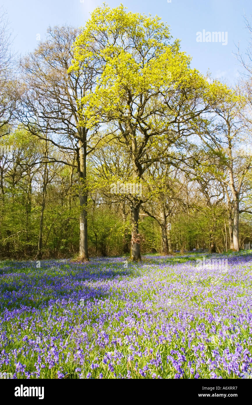 Bluebells in fiore in impostazione di bosco Foto Stock